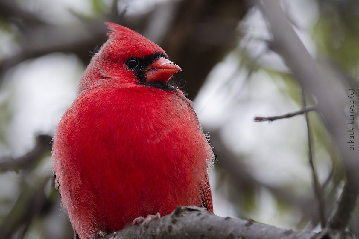 Northern Cardinal - ML644896468