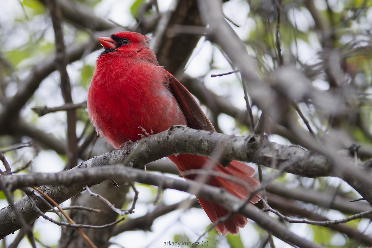 Northern Cardinal - ML644896469