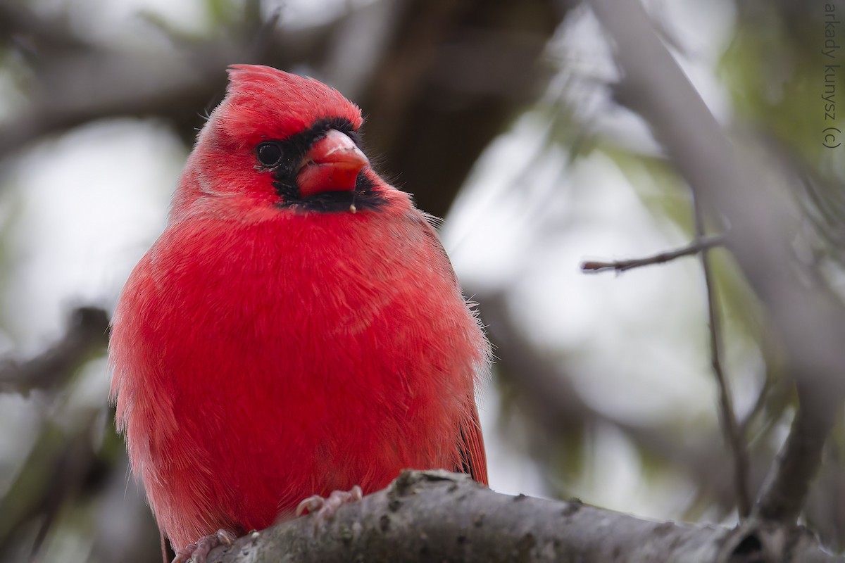 Northern Cardinal - ML644896470