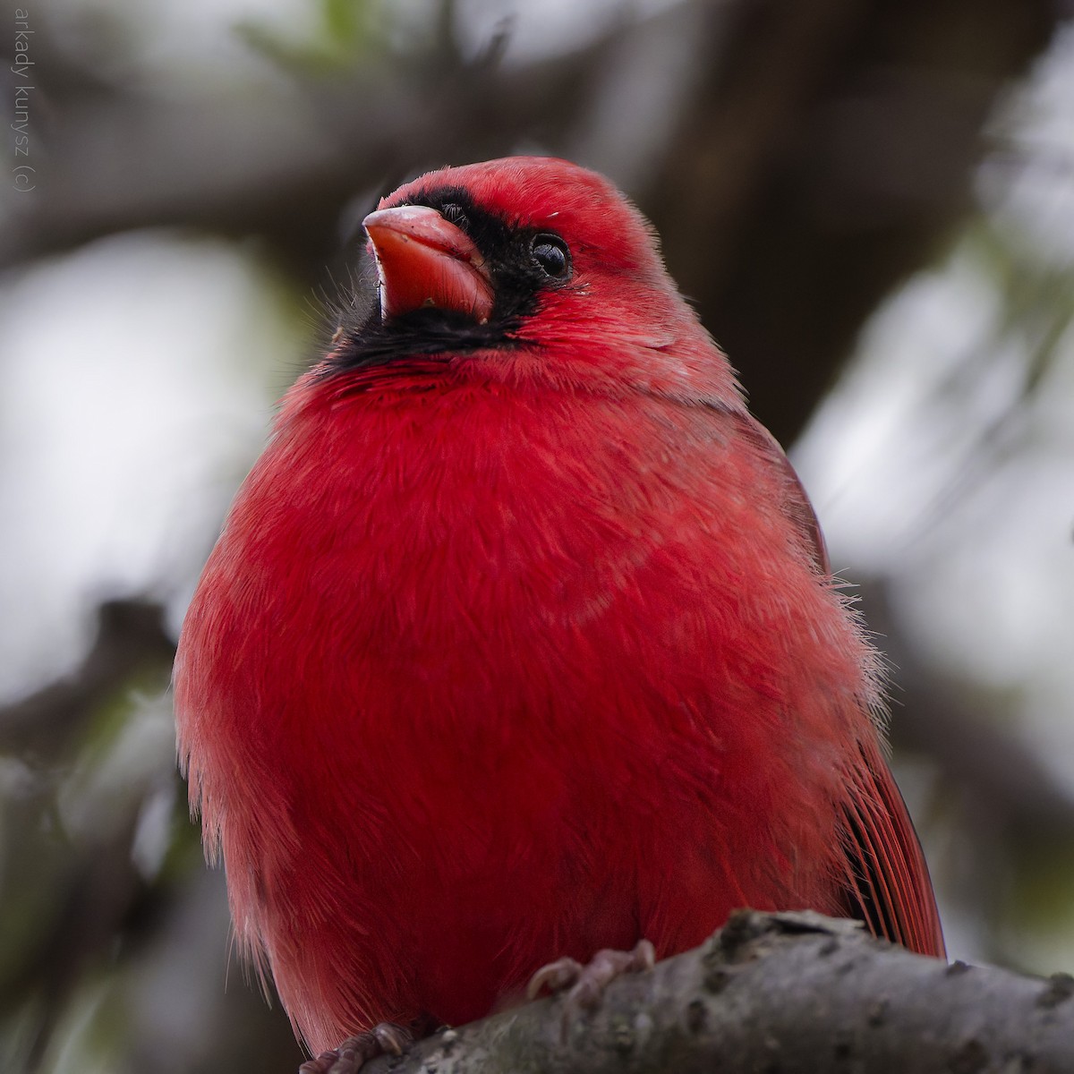 Northern Cardinal - ML644896471