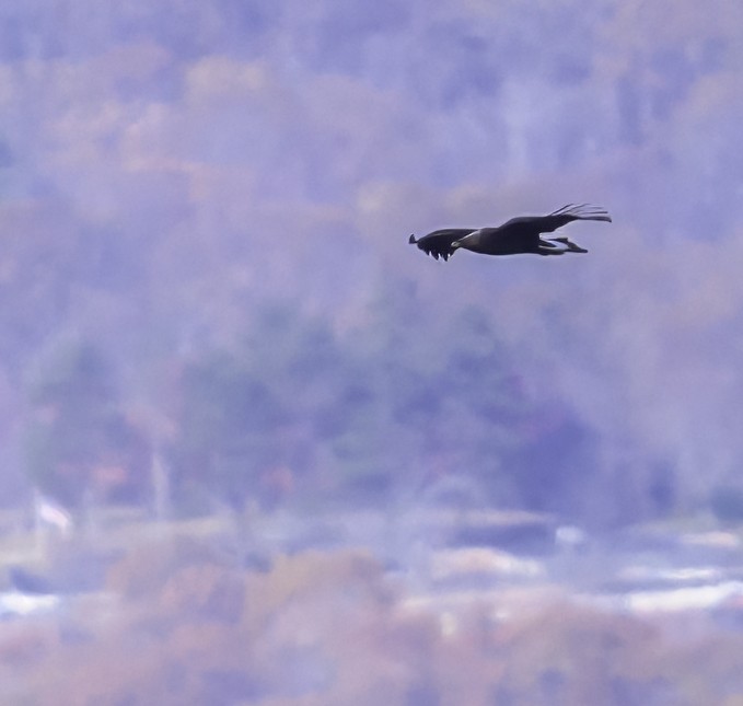 Golden Eagle - ML644896480