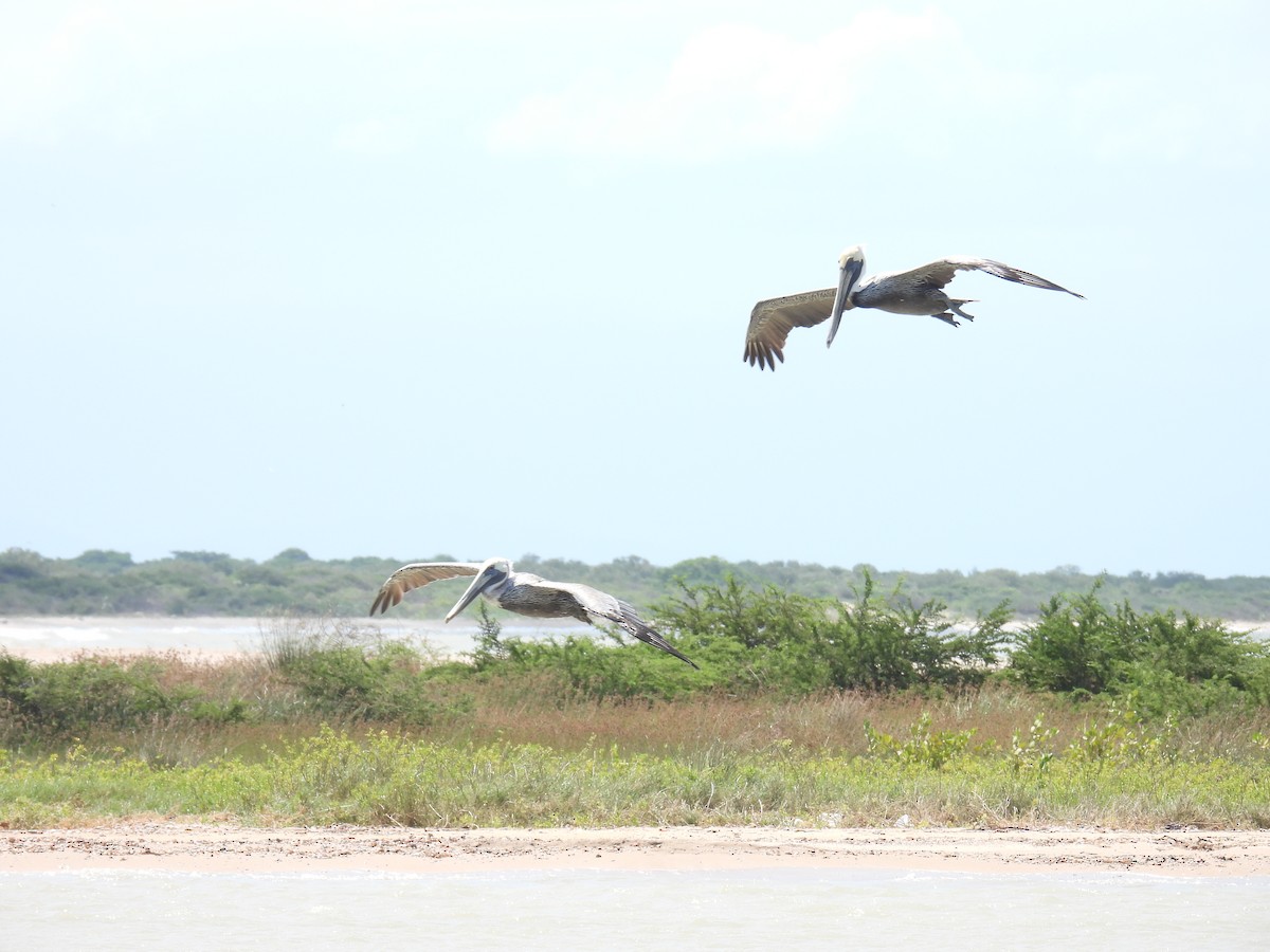 Brown Pelican - ML644896481
