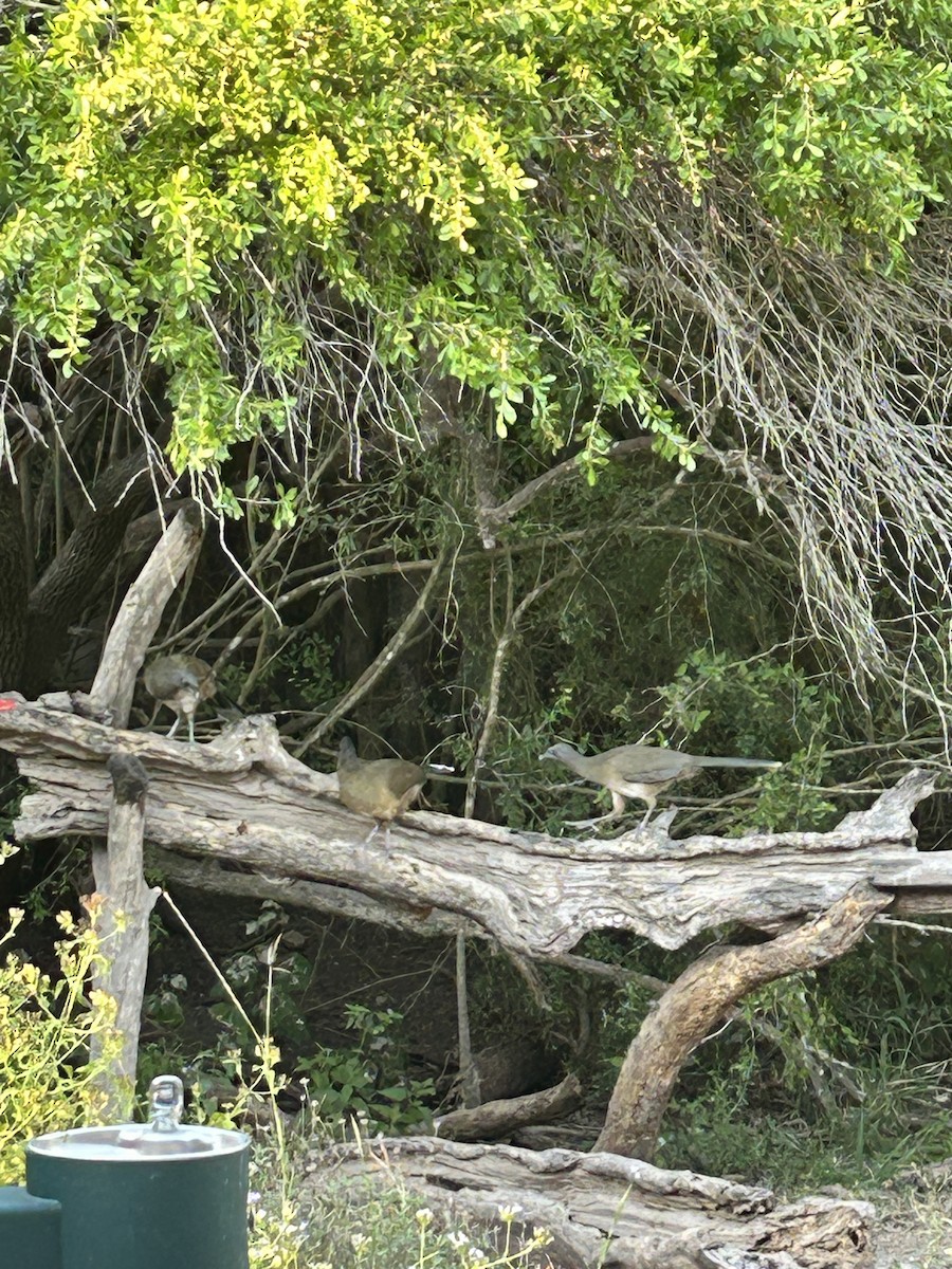 Plain Chachalaca - ML644896482