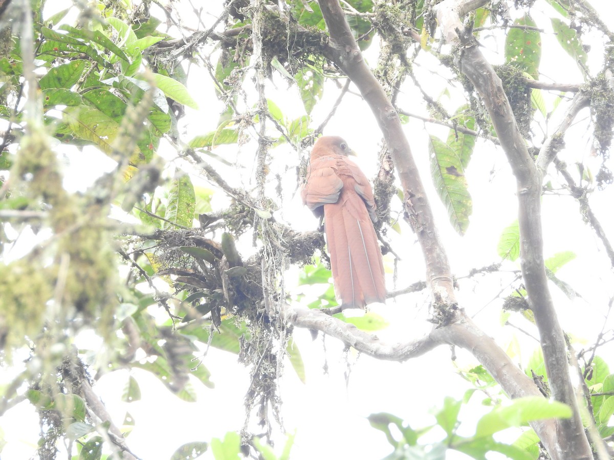 Eichhornkuckuck - ML644896509