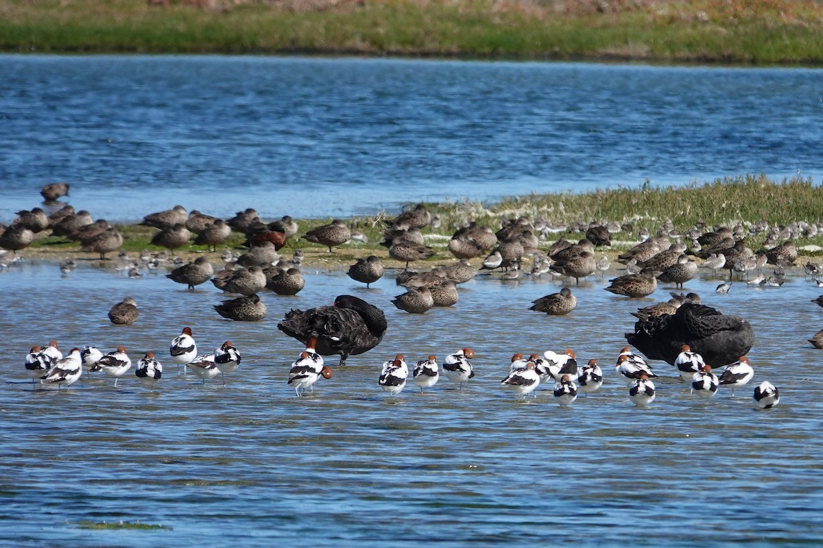 Red-necked Avocet - ML644896510