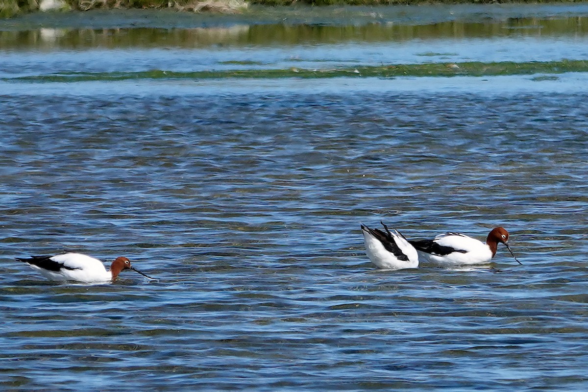 Red-necked Avocet - ML644896515