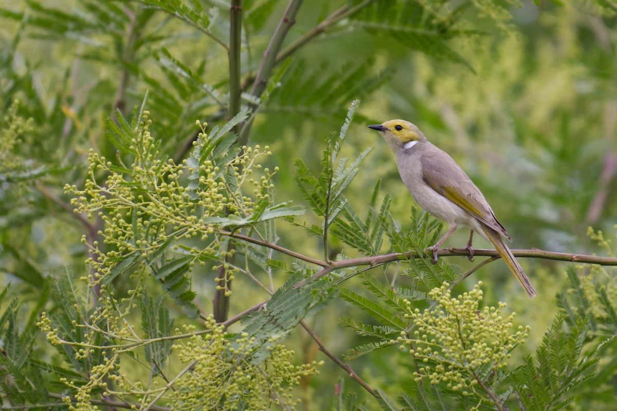 White-plumed Honeyeater - ML644896517