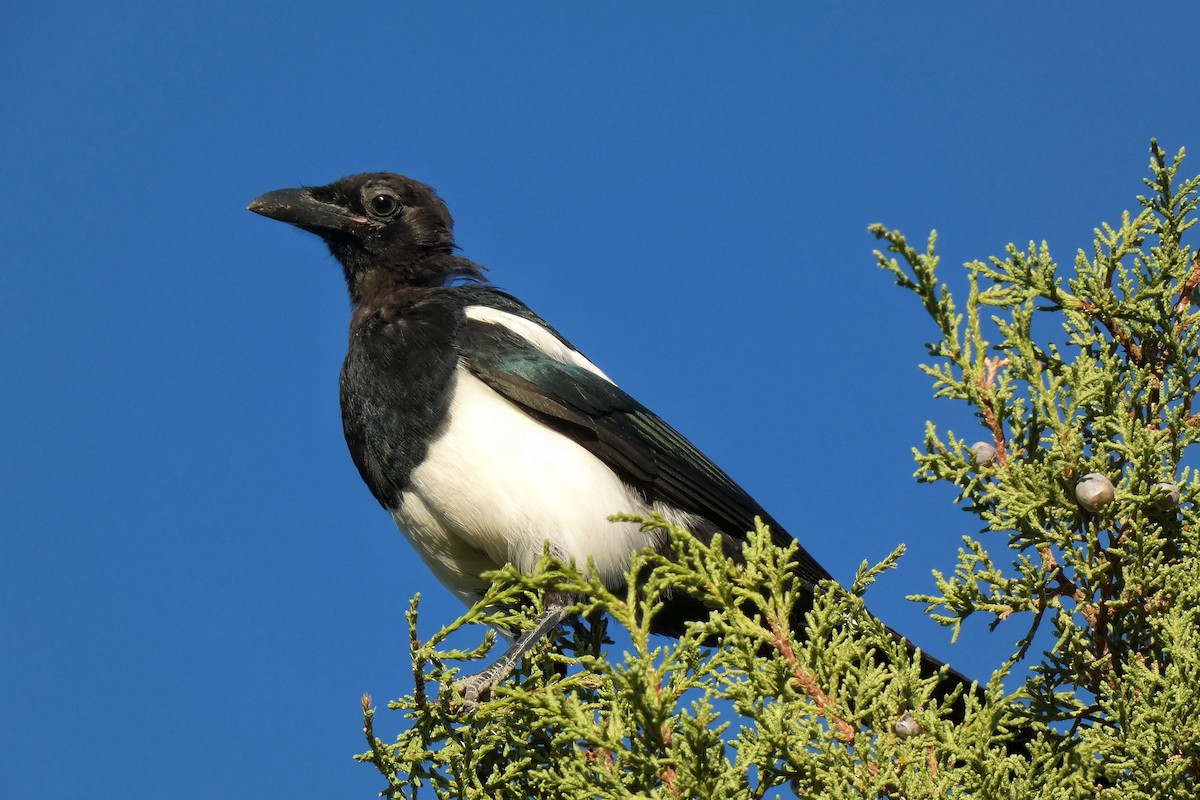 straka americká - ML644896524