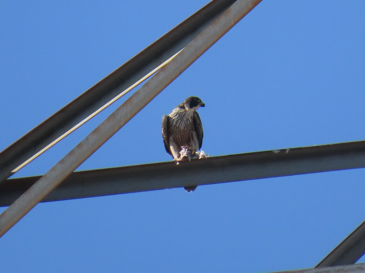 遊隼 - ML644896525