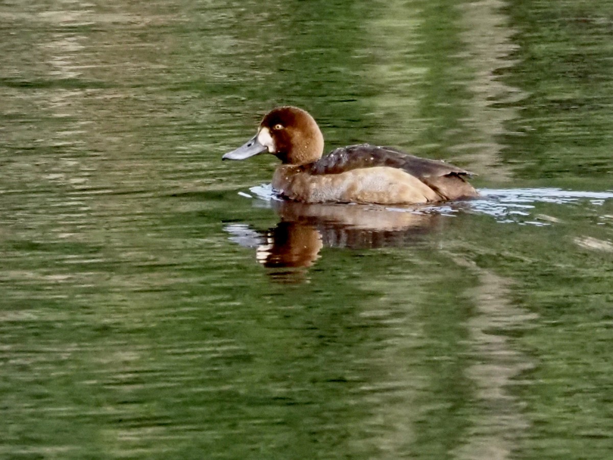 Bergente - ML644896535