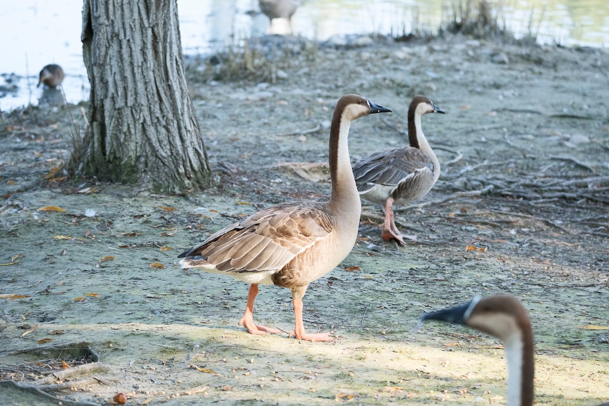 Çin Kazı - ML644896536