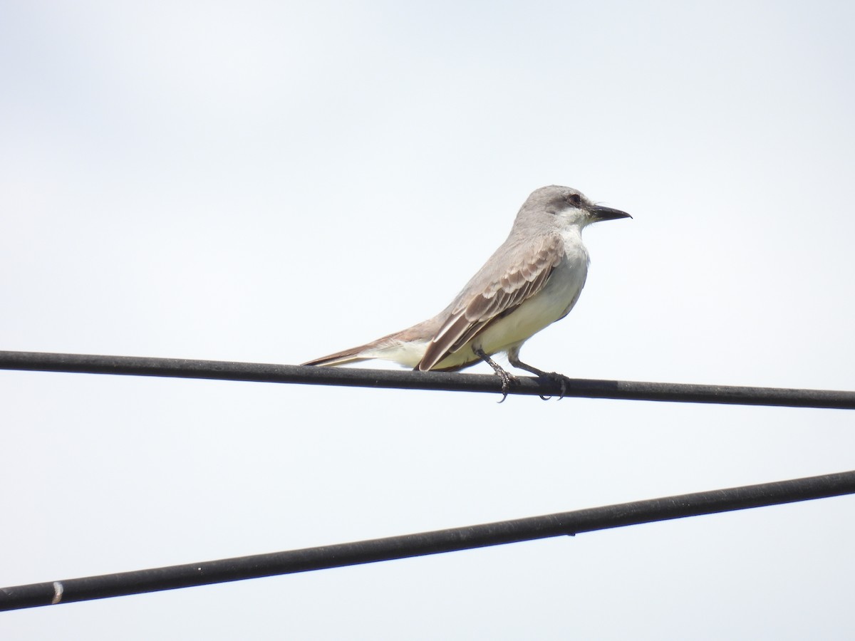 Gray Kingbird - ML644896538