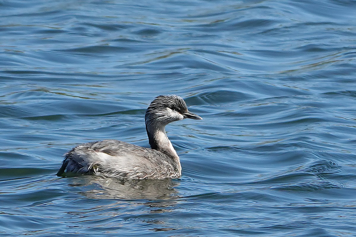 Txilinporta burugrisa - ML644896542