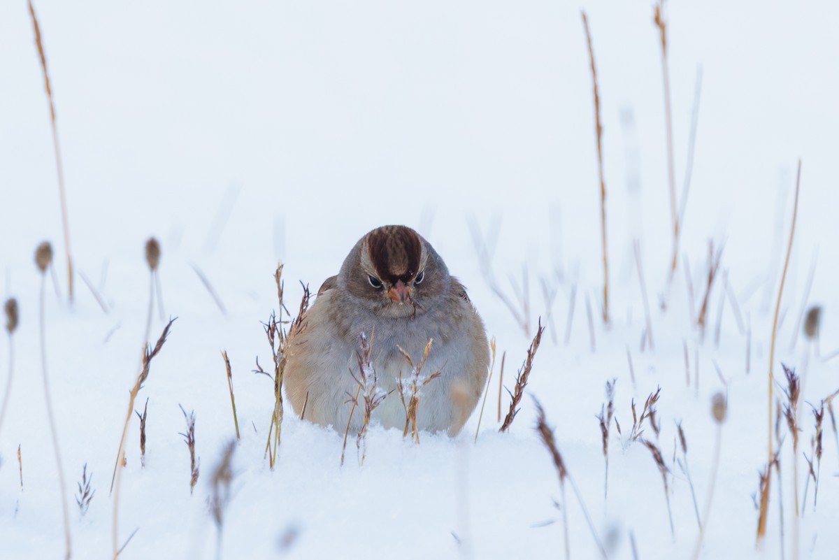 White-crowned Sparrow (Gambel's) - ML644896549