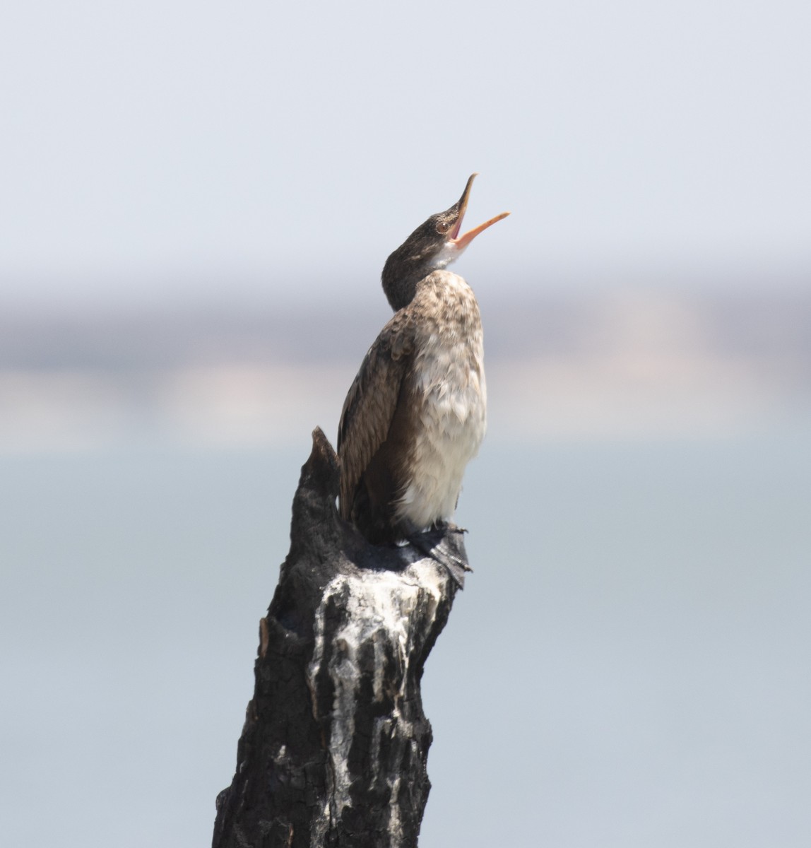 kormorán dlouhoocasý - ML644896550