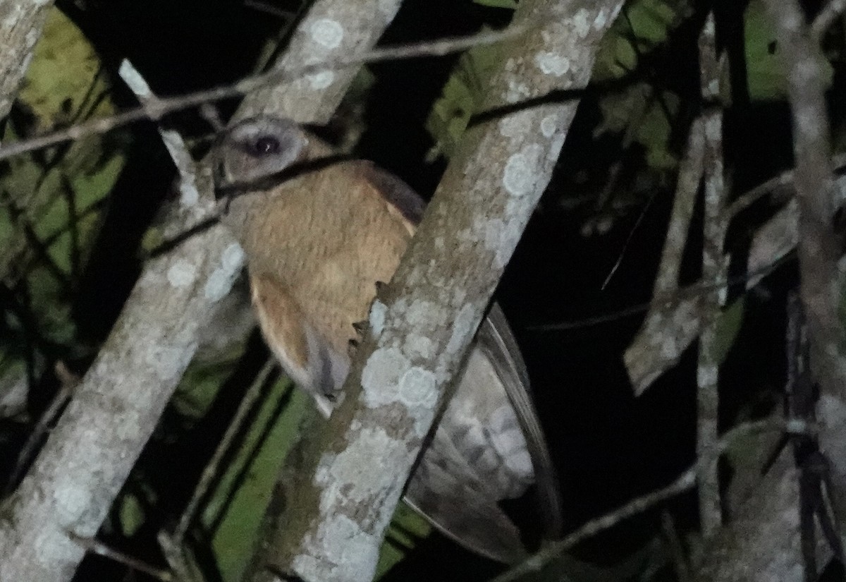 Ninoxe ocrée - ML644896552