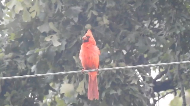 Kırmızı Kardinal - ML644896561