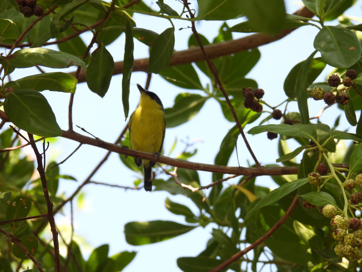 Common Tody-Flycatcher - ML644896568