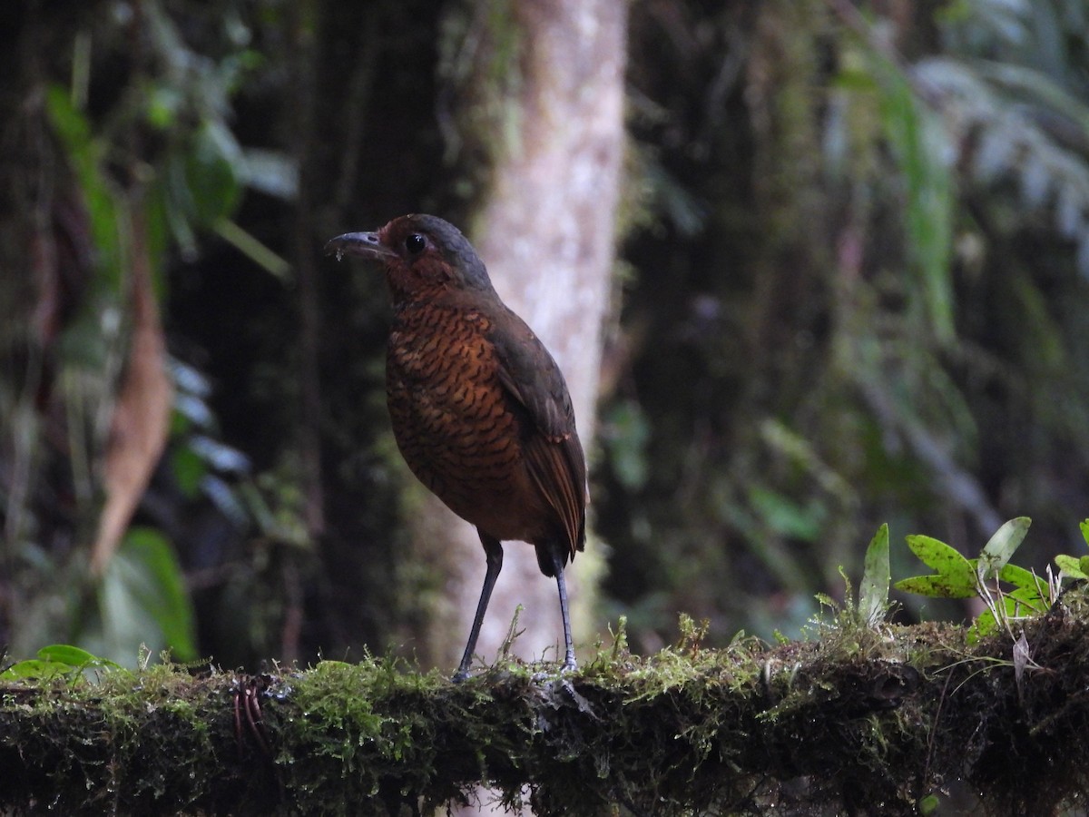 Giant Antpitta - ML644896570