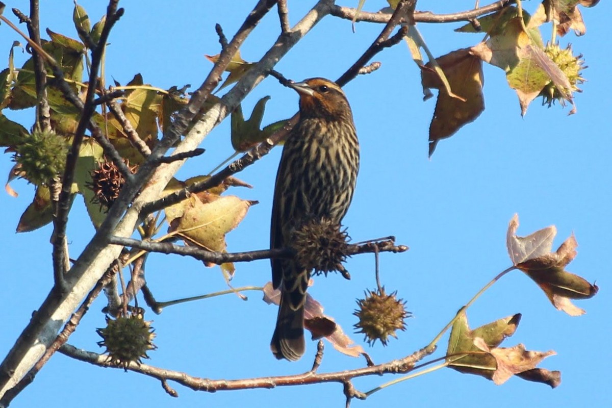 Красноплечий трупиал - ML644896571