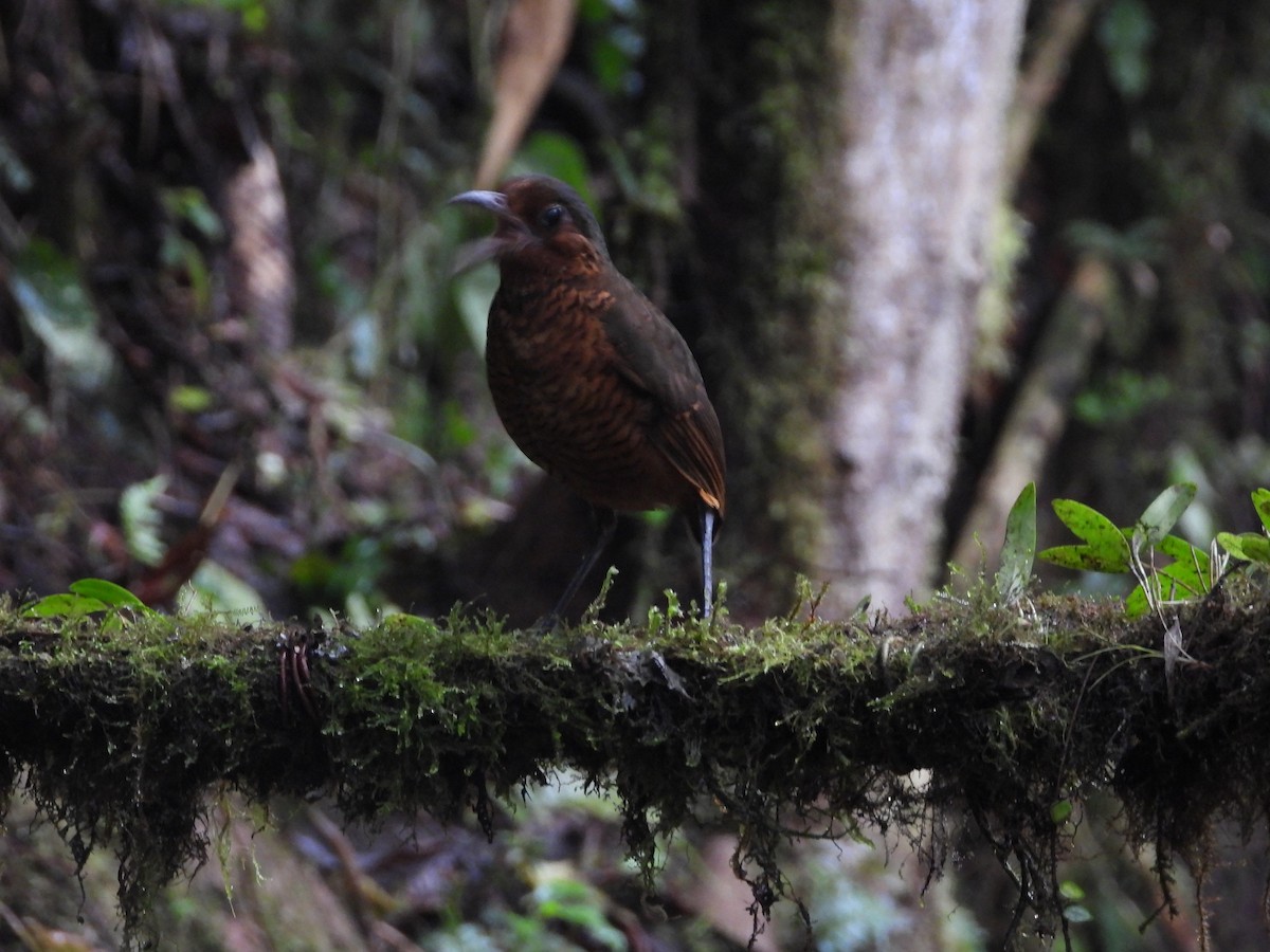 Giant Antpitta - ML644896579
