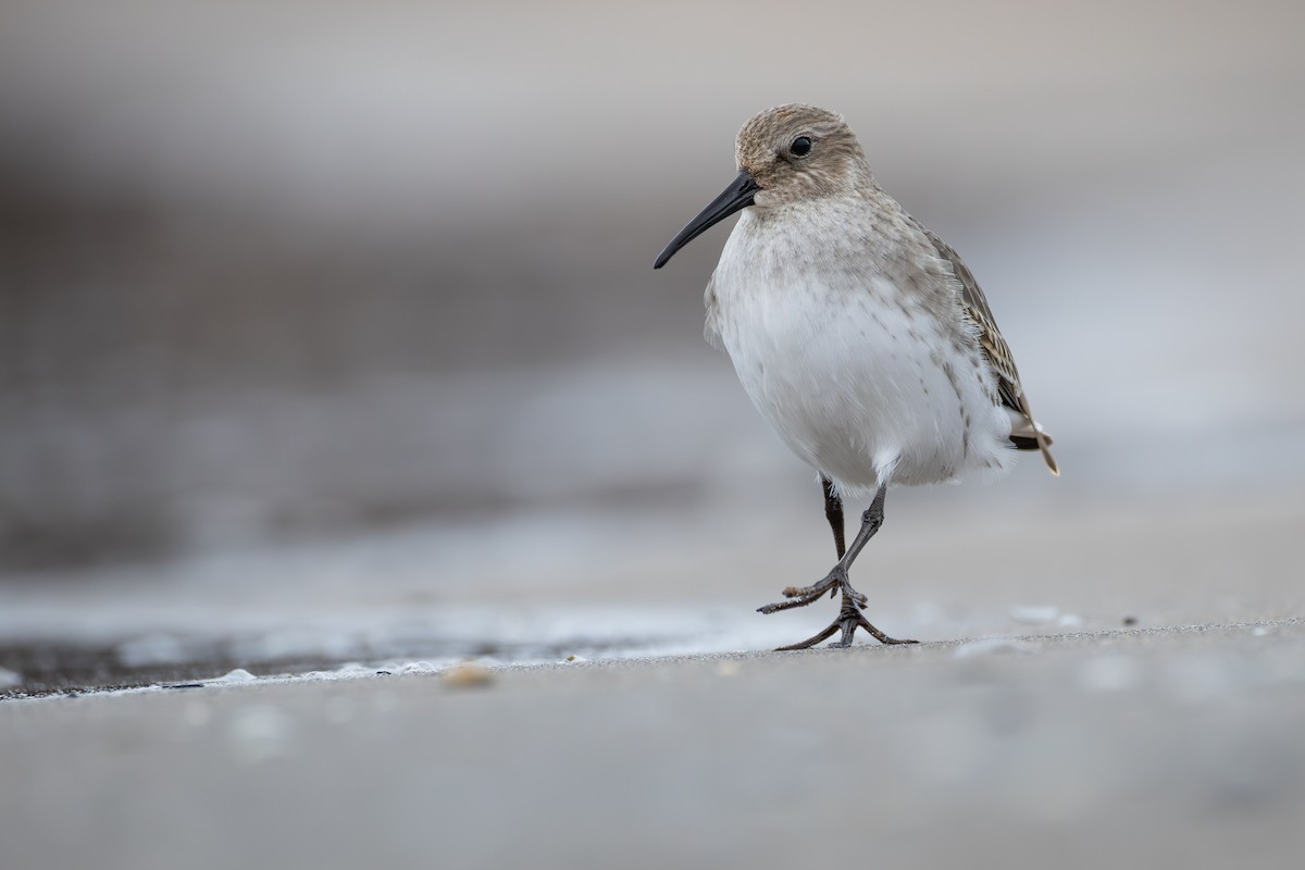 Dunlin - ML644896581