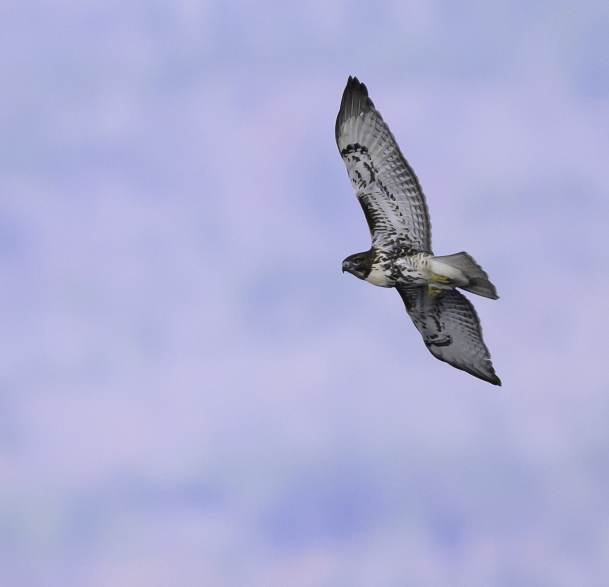 Red-tailed Hawk - ML644896582