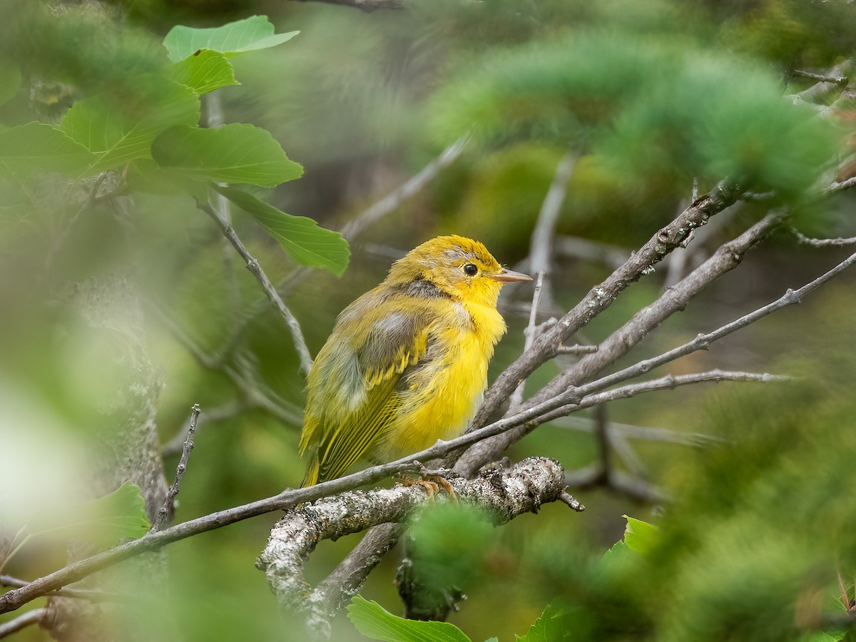 Sarı Ötleğen - ML644896597