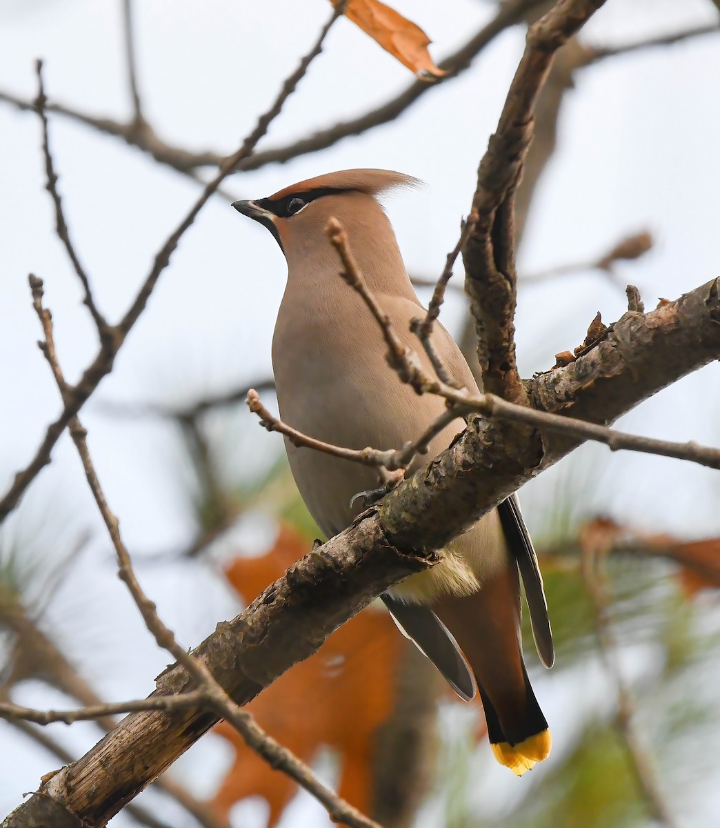 Bohemian Waxwing - ML644896599