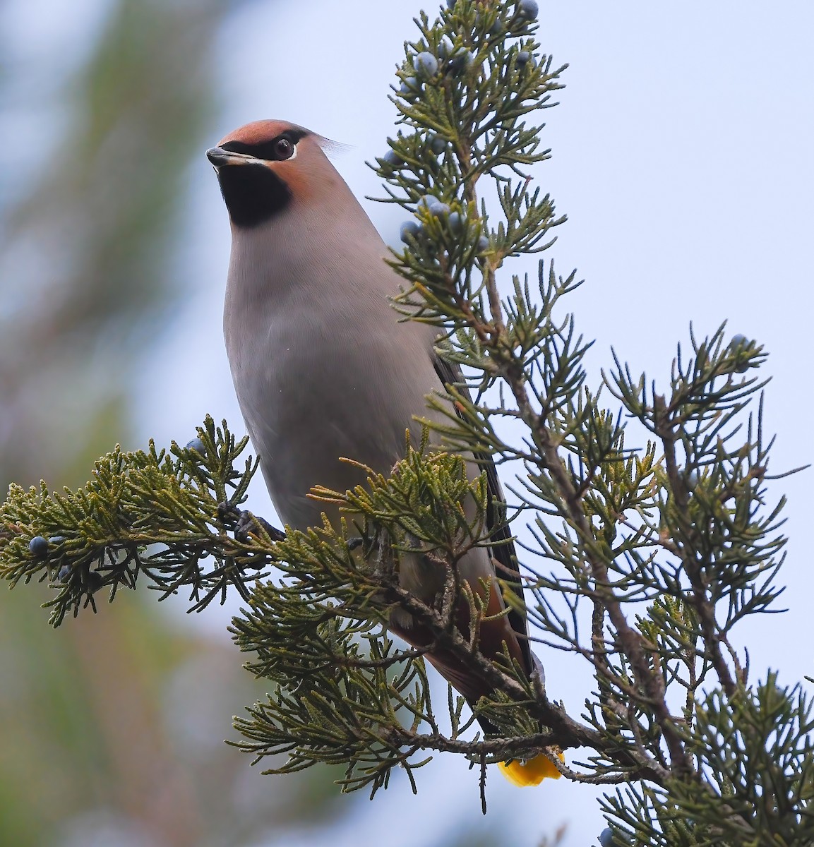 Bohemian Waxwing - ML644896600