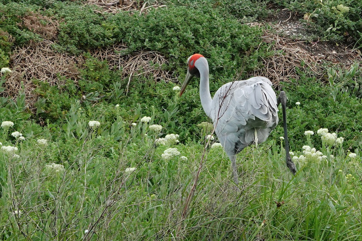 Brolga - ML644896608