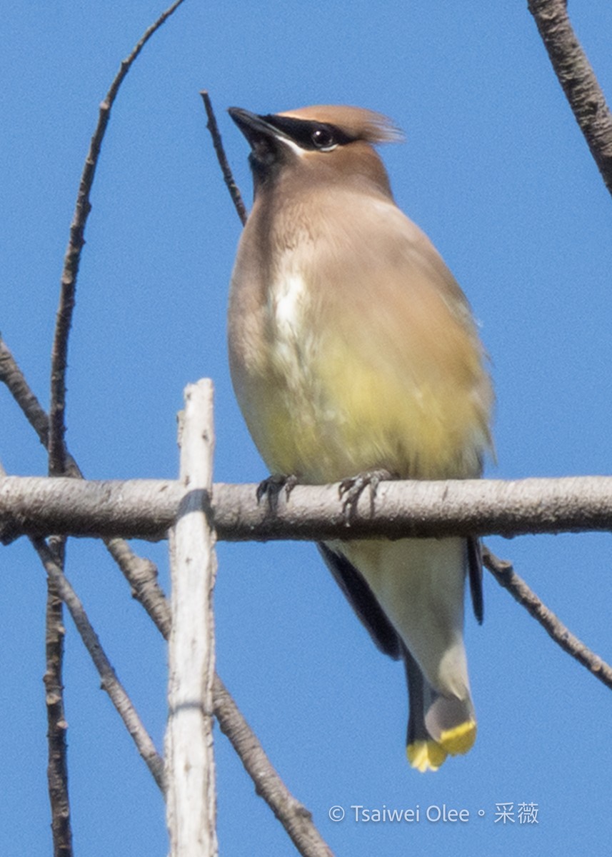 Buztanori amerikarra - ML644896616