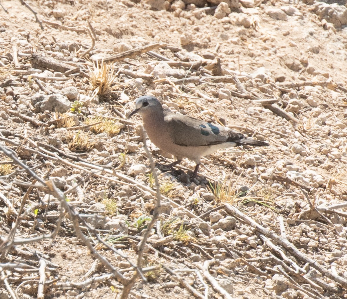 Emerald-spotted Wood-Dove - ML644896646