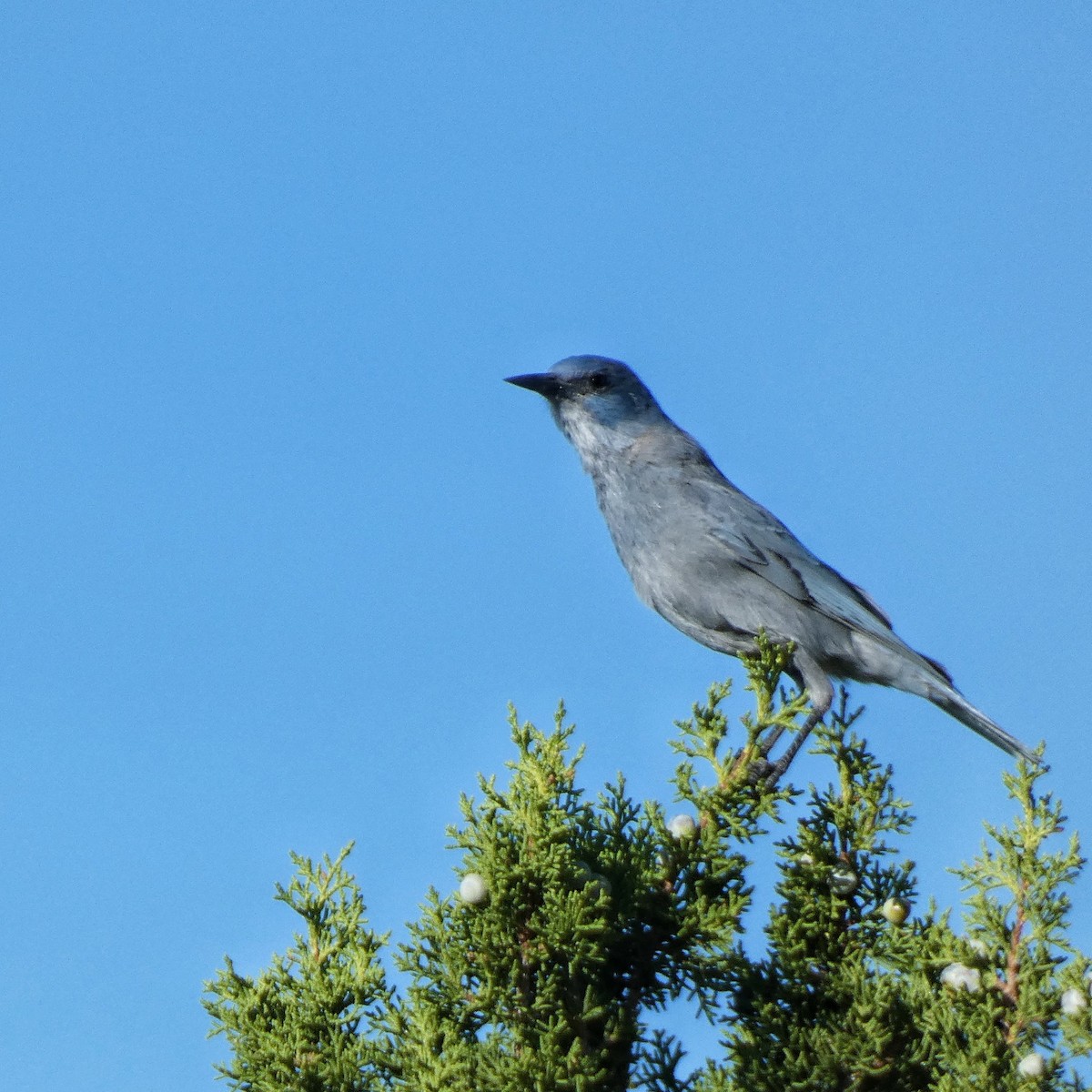 Chara Piñonera - ML644896649