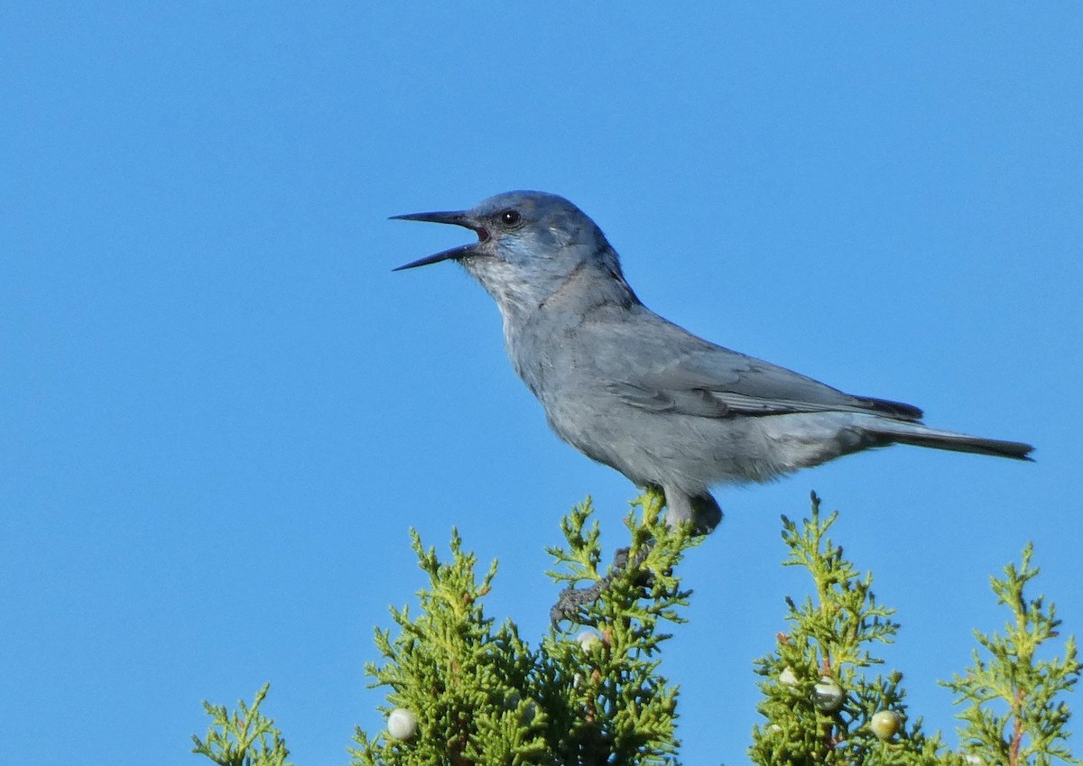 Chara Piñonera - ML644896650