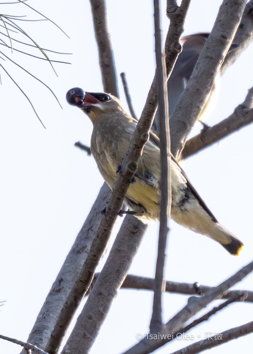 Buztanori amerikarra - ML644896658