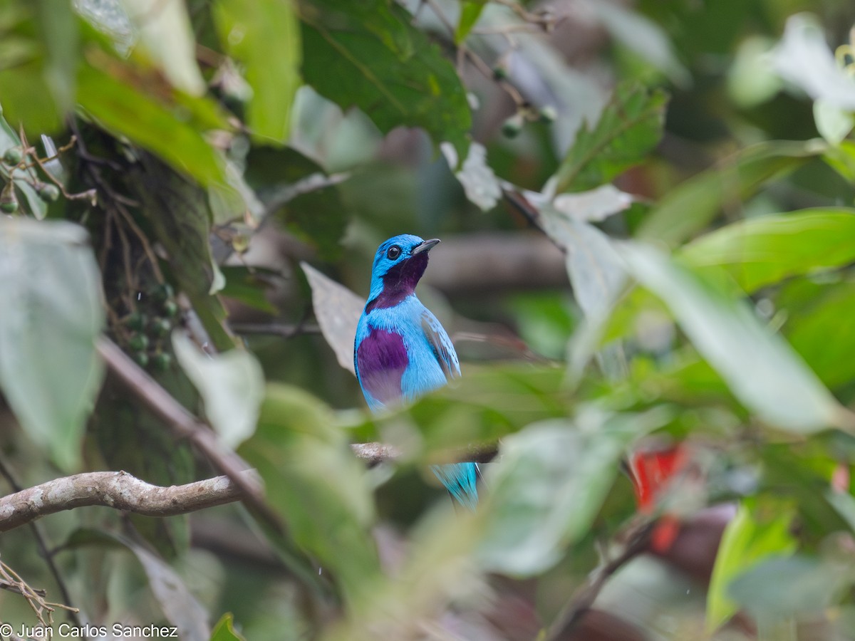 Cotinga turquoise - ML644896674