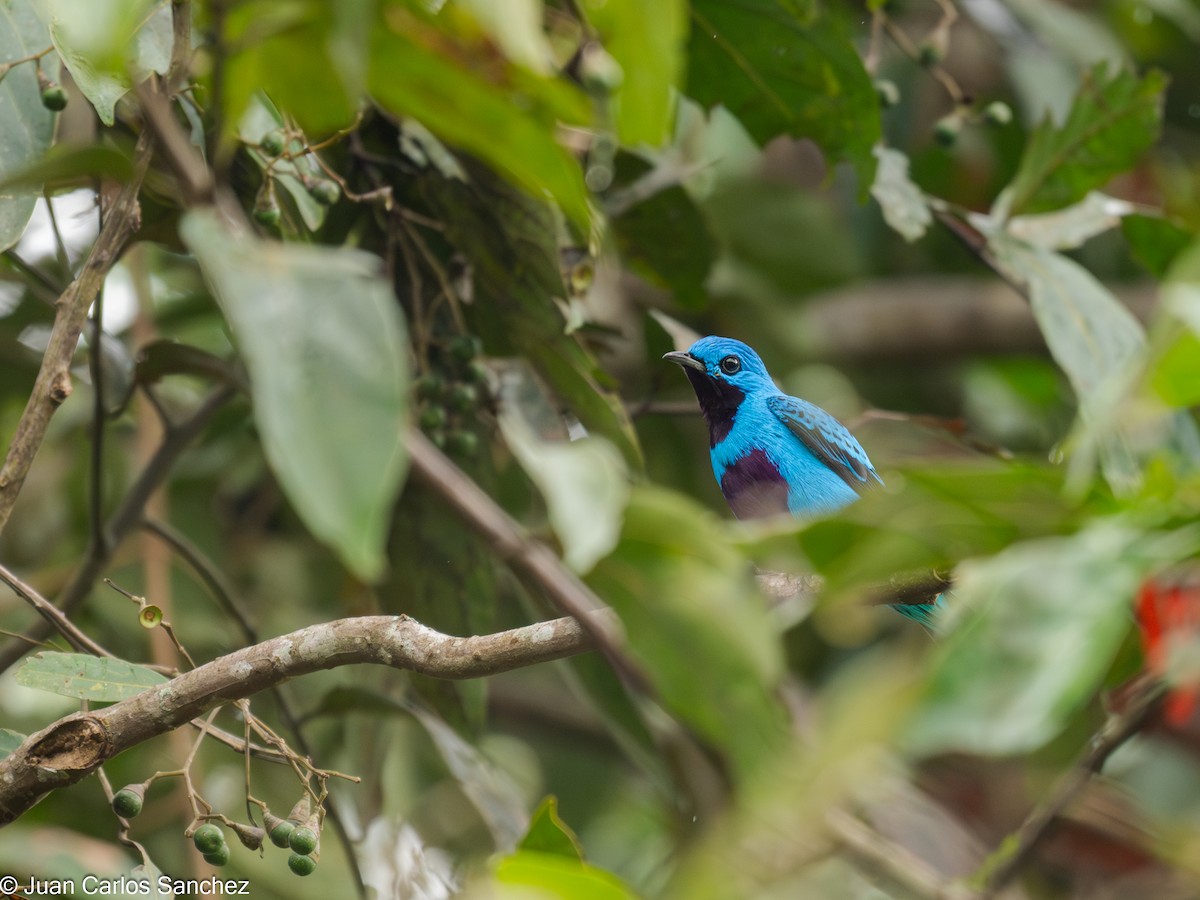 Cotinga turquoise - ML644896677