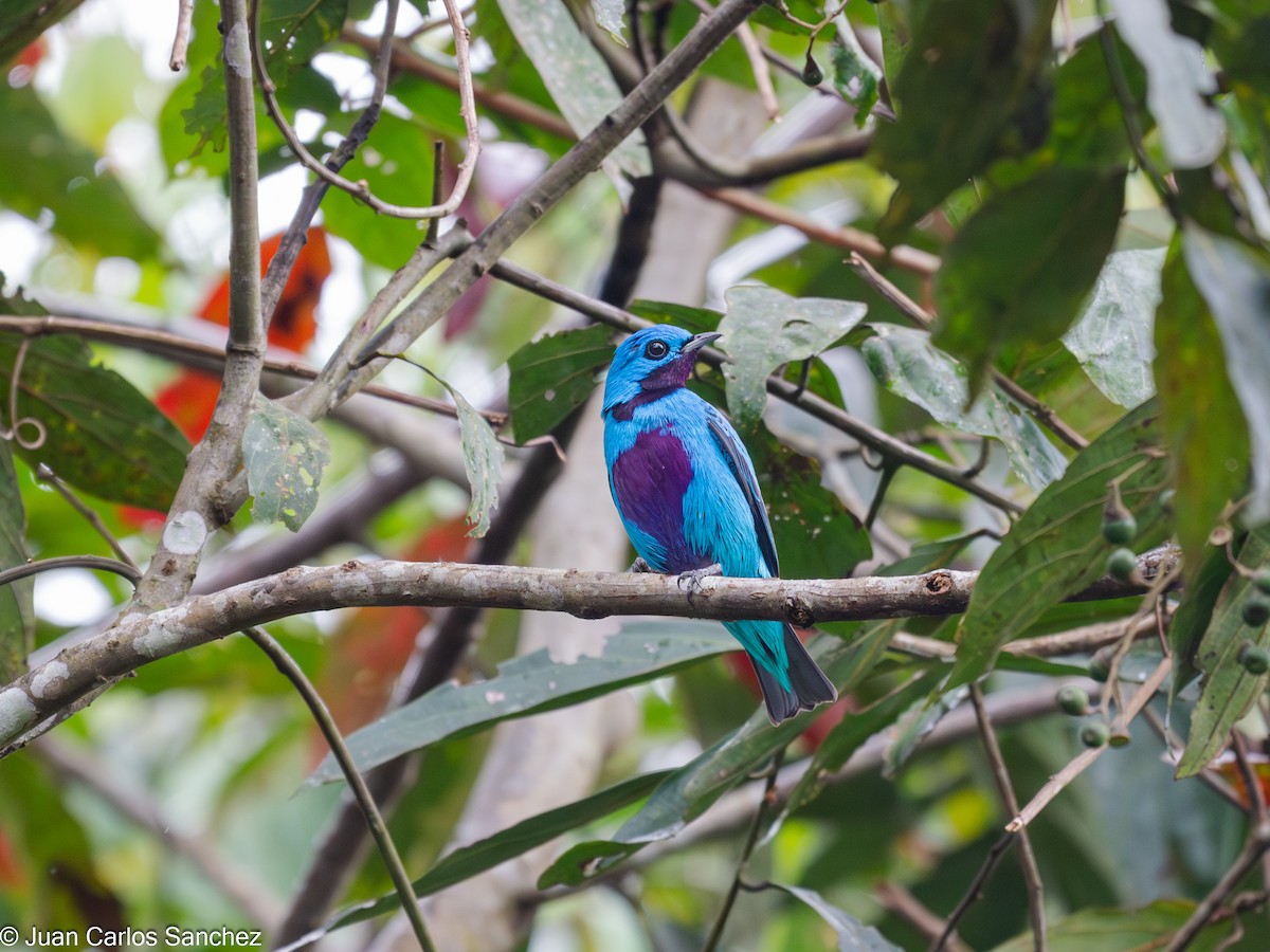 Cotinga turquoise - ML644896678