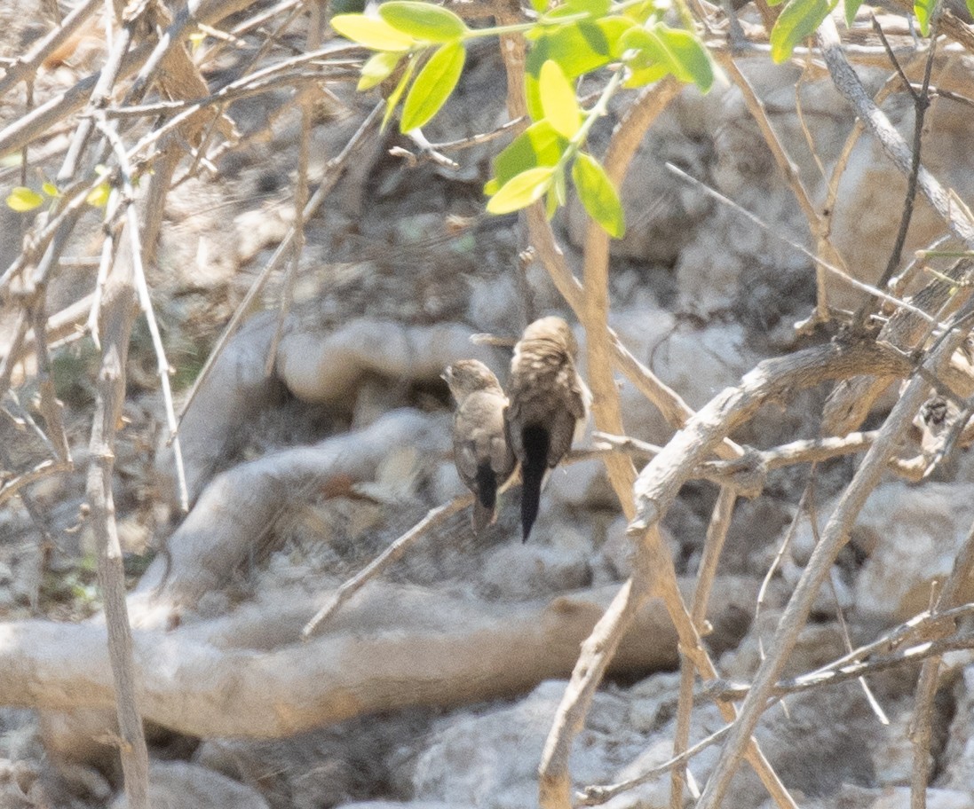 African Silverbill - ML644896691