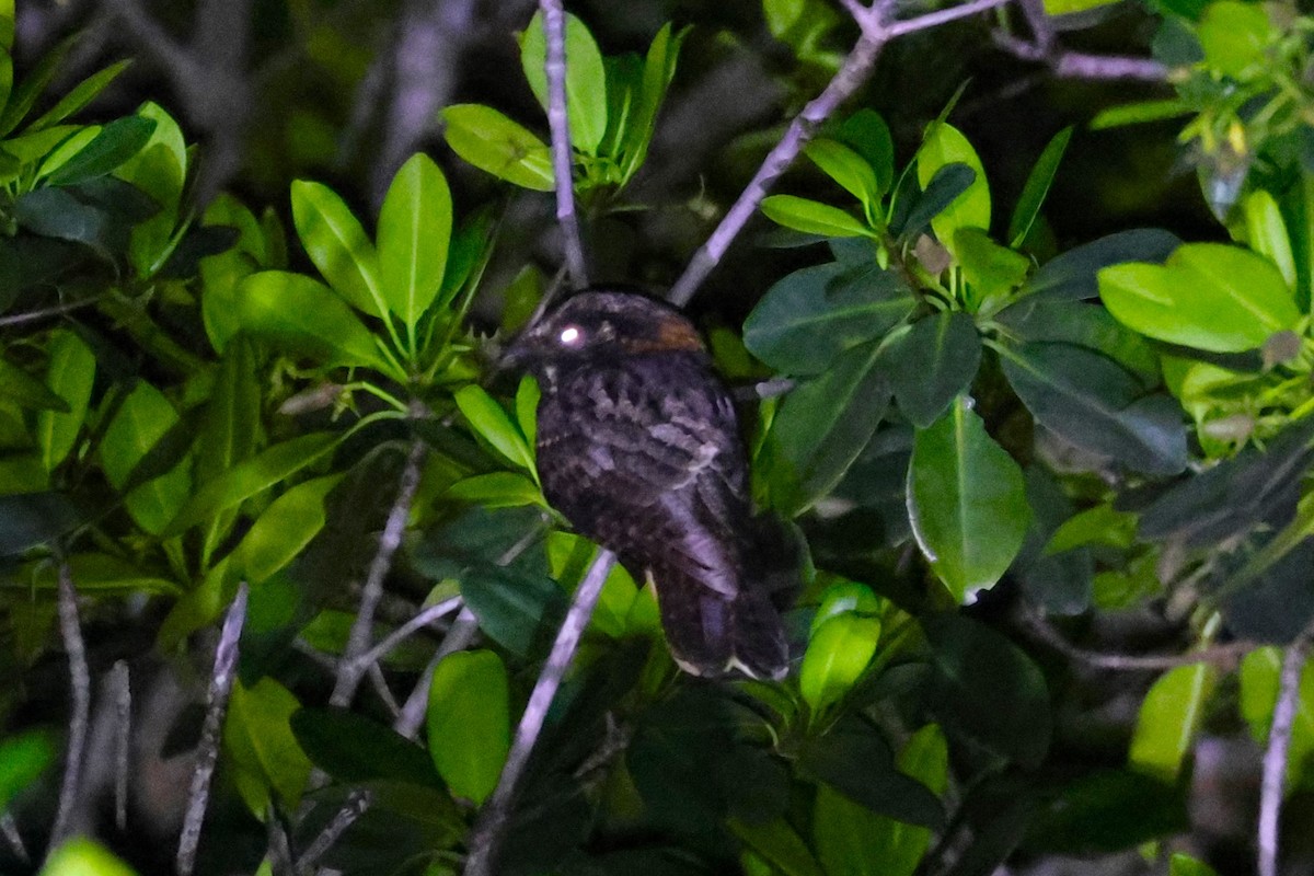 Yucatan Nightjar - ML644896692
