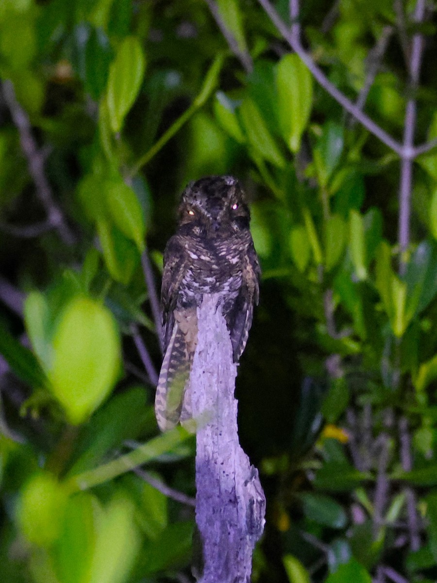 Yucatan Nightjar - ML644896693