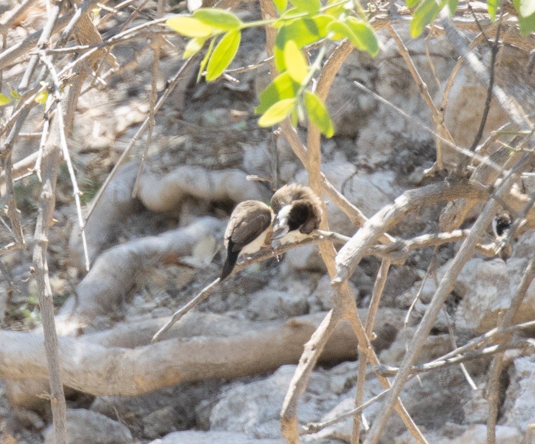 African Silverbill - ML644896697