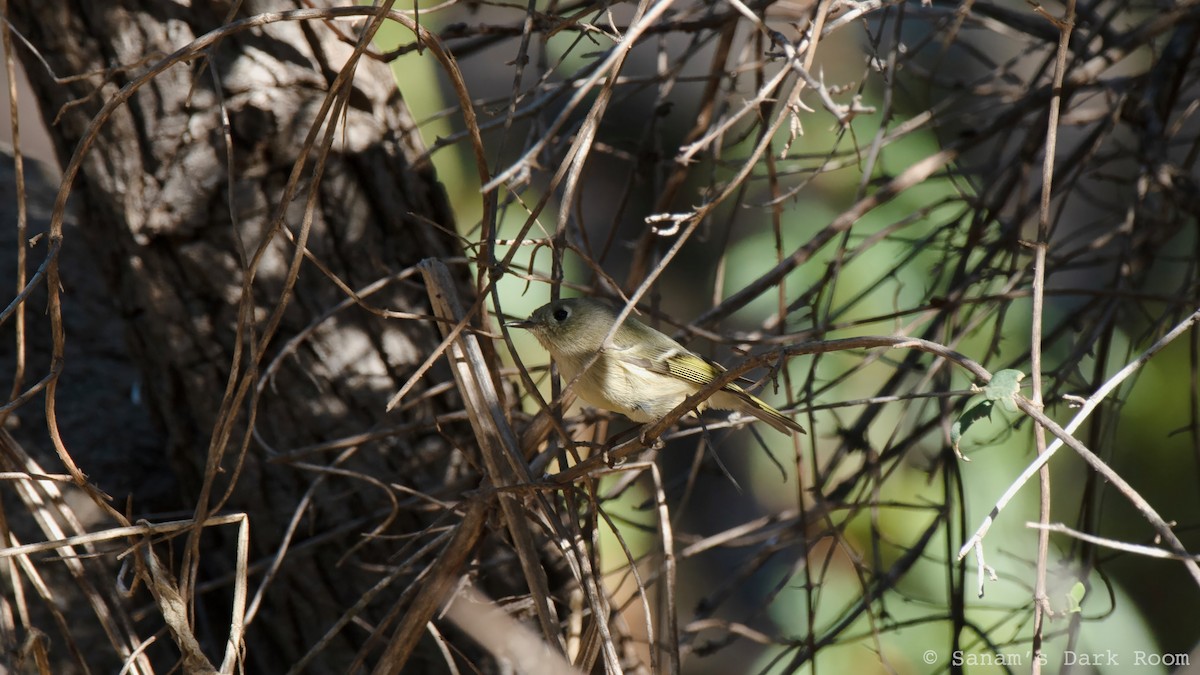Ruby-crowned Kinglet - ML644896718
