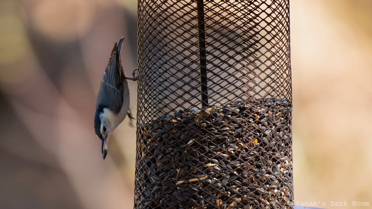 Weißbrustkleiber - ML644896721