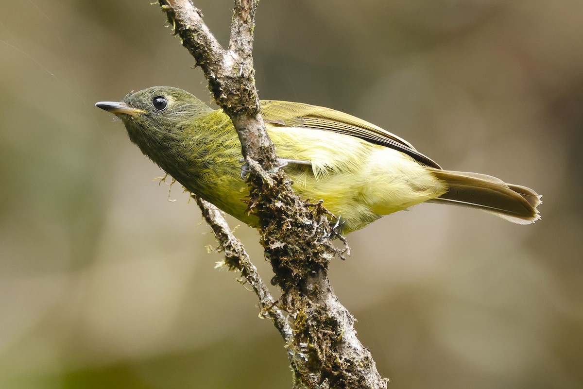 Olive-striped Flycatcher - ML644896725