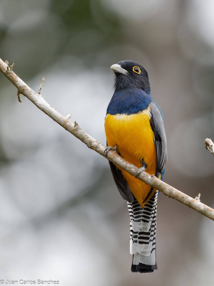 Mor Trogon - ML644896731