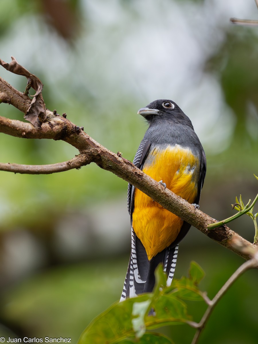 Mor Trogon - ML644896732