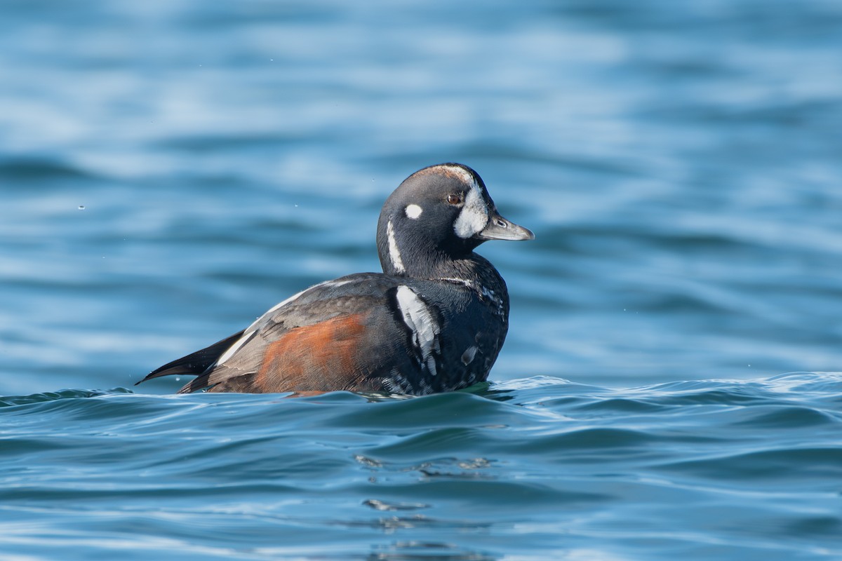 Harlequin Duck - ML644896740
