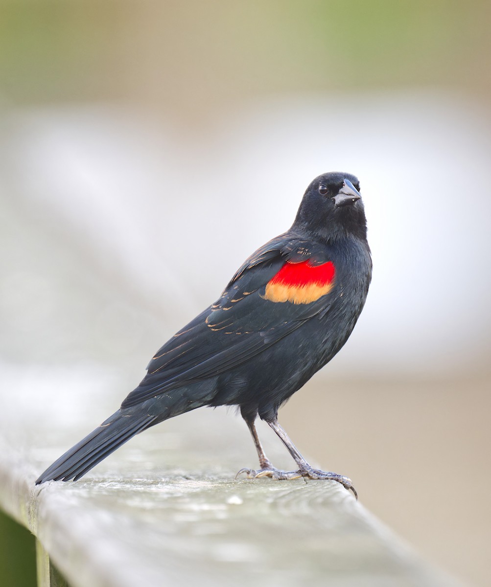 Красноплечий трупиал - ML644896754